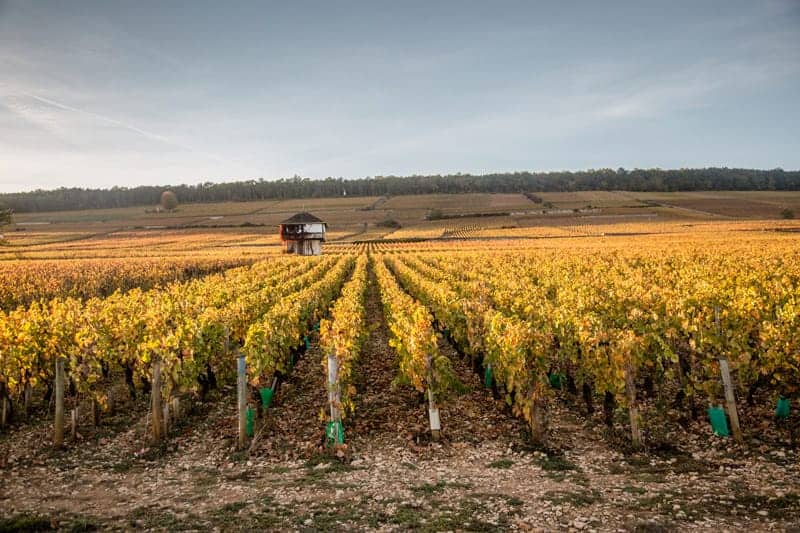 Vineyards in Burgundy France