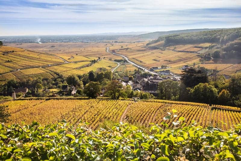Vineyards in Bourgogne France