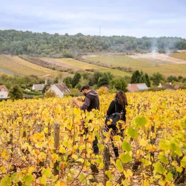 Vineyard in Burgundy France