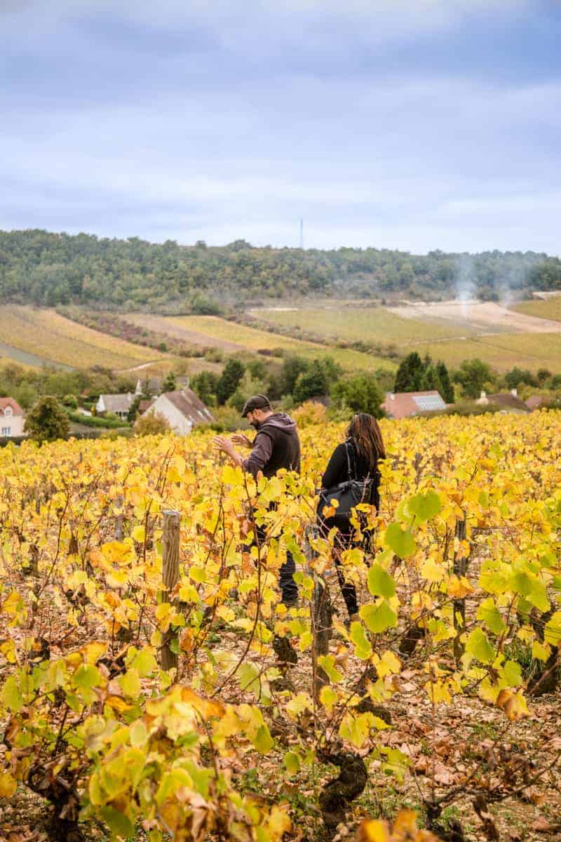 Vineyard in Burgundy France