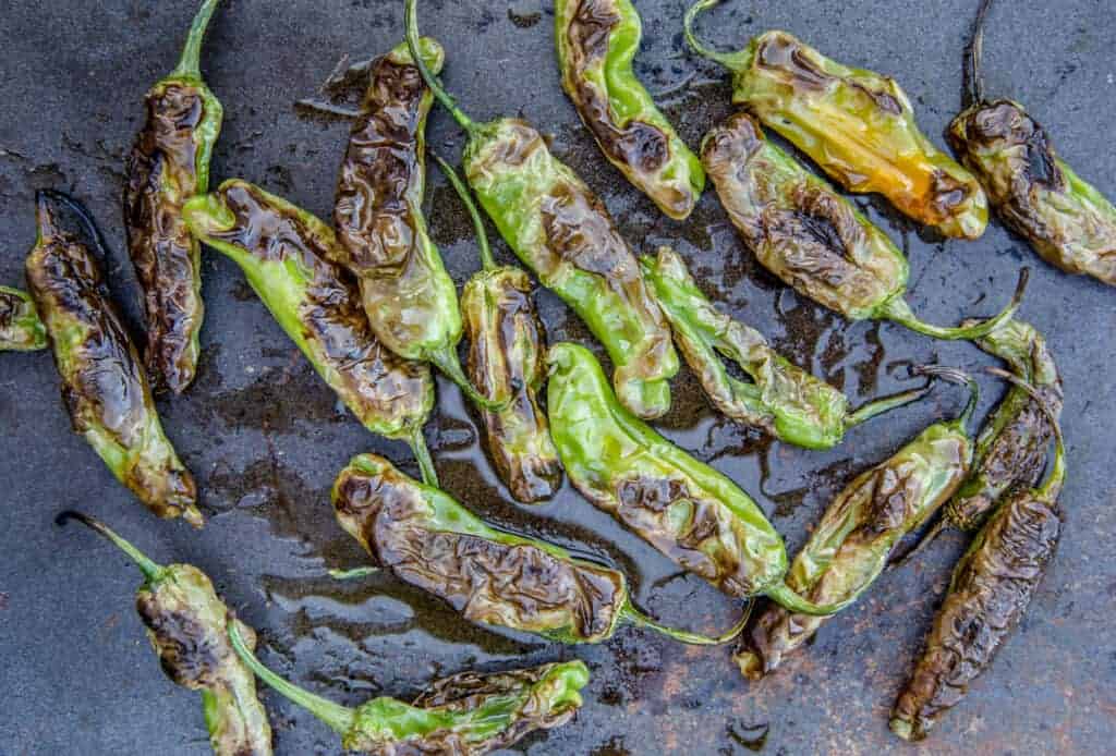 Shishito peppers that have been blistered on the grill.