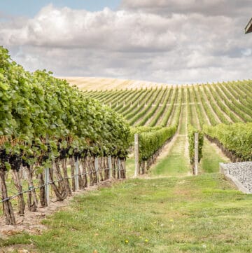 walla walla vineyard