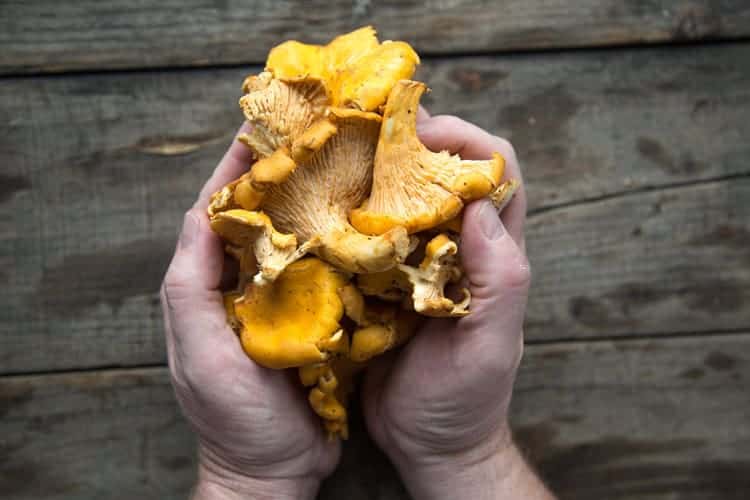 A handfull of wild chanterelle mushrooms