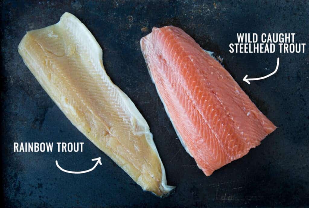 Difference between Steelhead Trout and Rainbow Trout