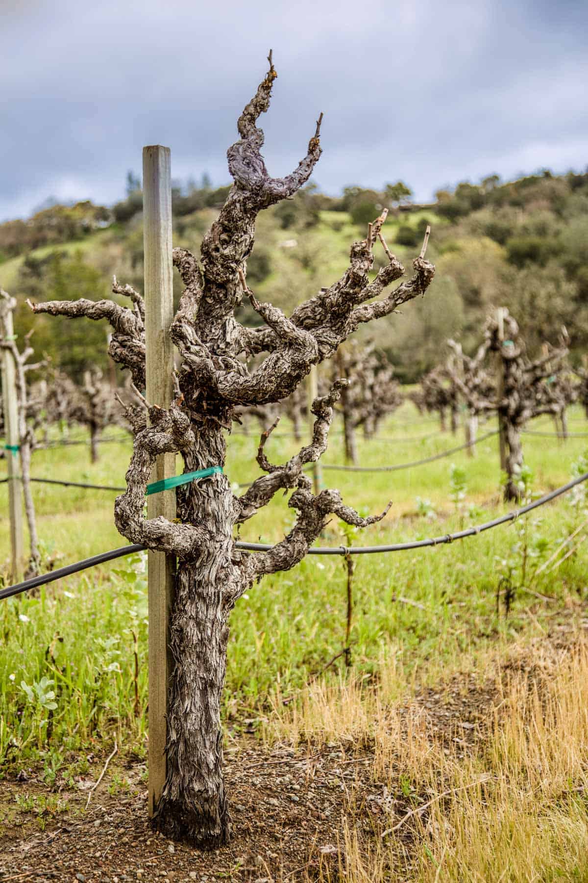 Old knarly zinfandel vines in a vineyard