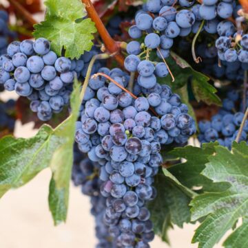 wine grapes on the vine