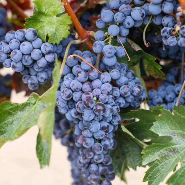 wine grapes on the vine