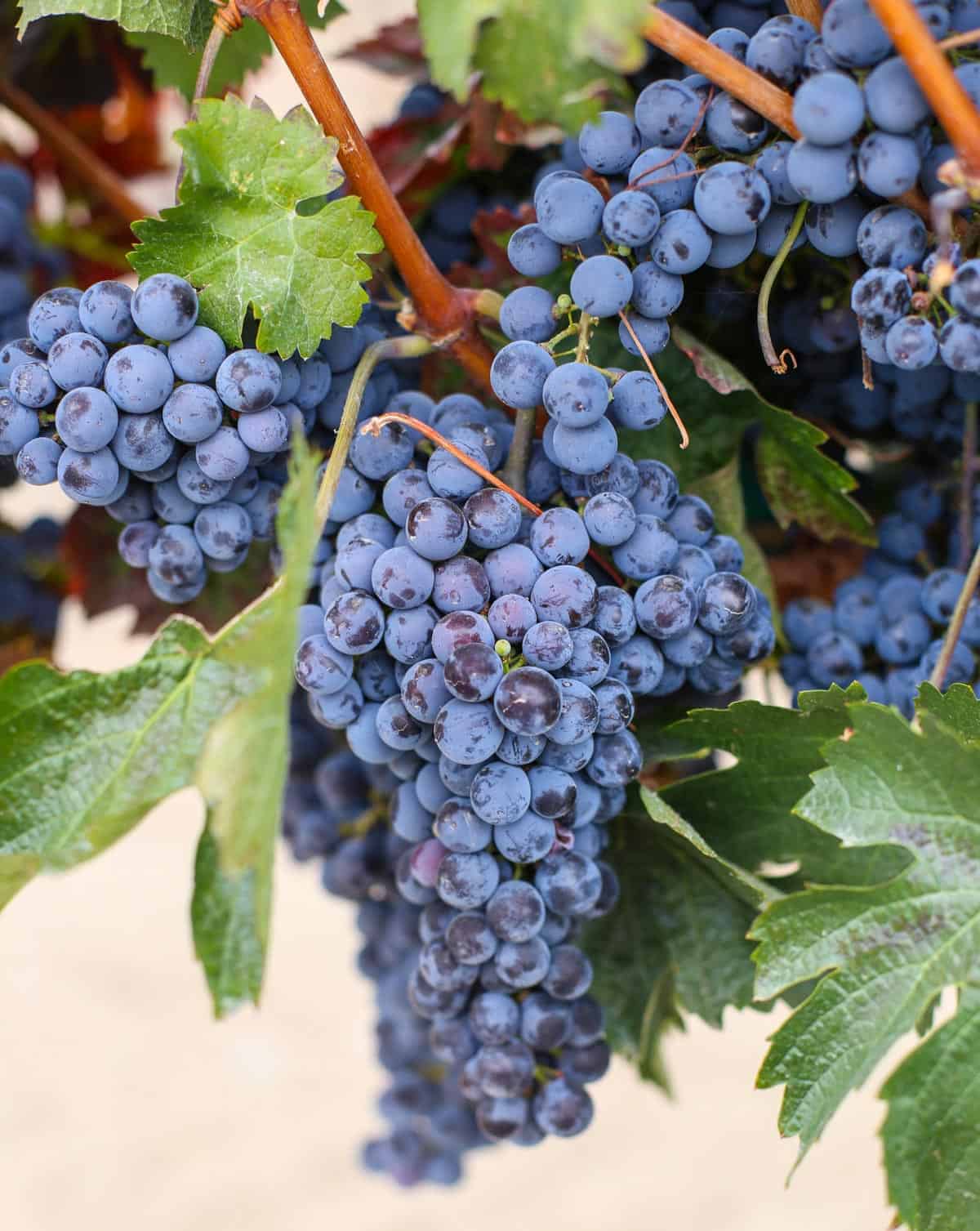 Fully ripe wine grapes hanging on a vine
