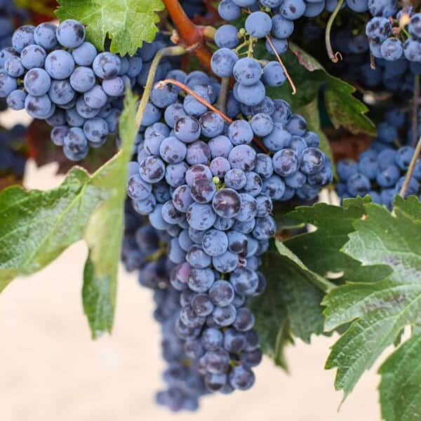 Cluster of Zinfandel grapes at harvest.