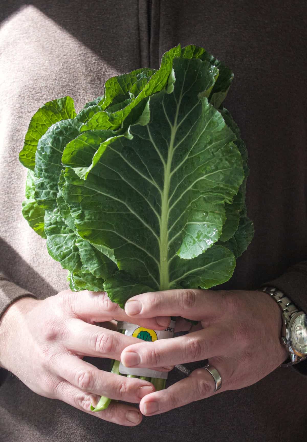 A bunch of collard greens in hand.