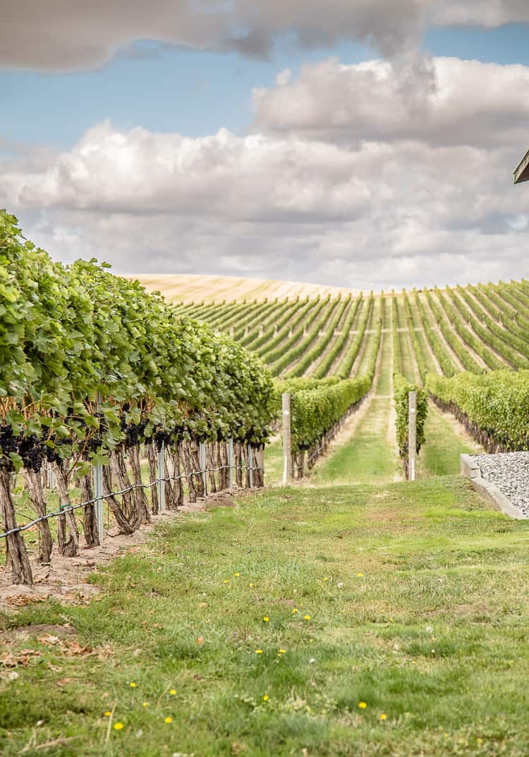 A Syrah vineyard in Washington State's Walla Walla Valley