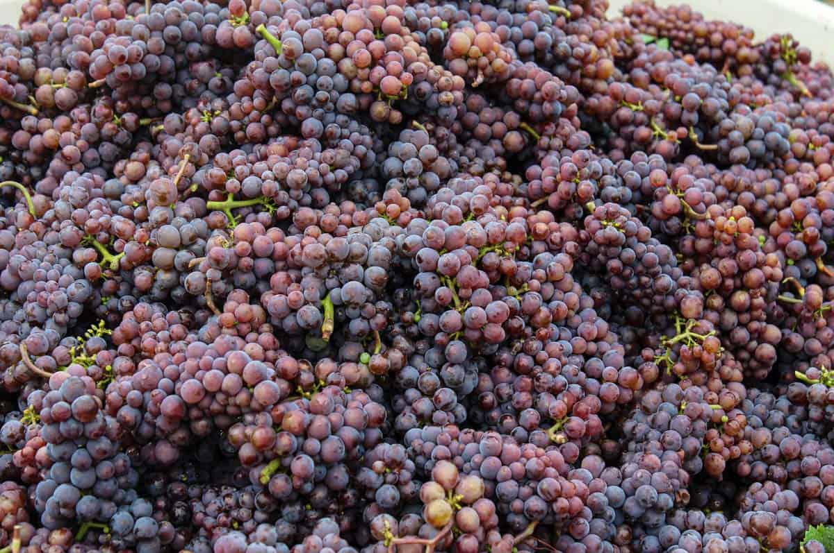 Freshly harvested wine grapes (pinot gris)