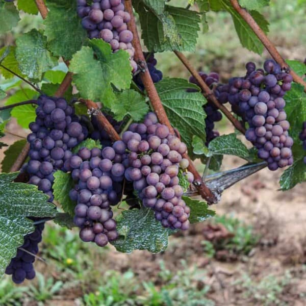 Pinot Gris wine grapes on the vine