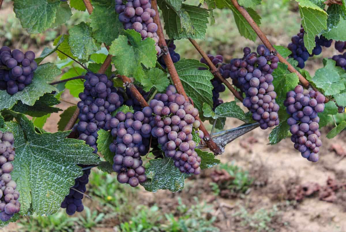 Pinot Noir – Finding a home in Australia