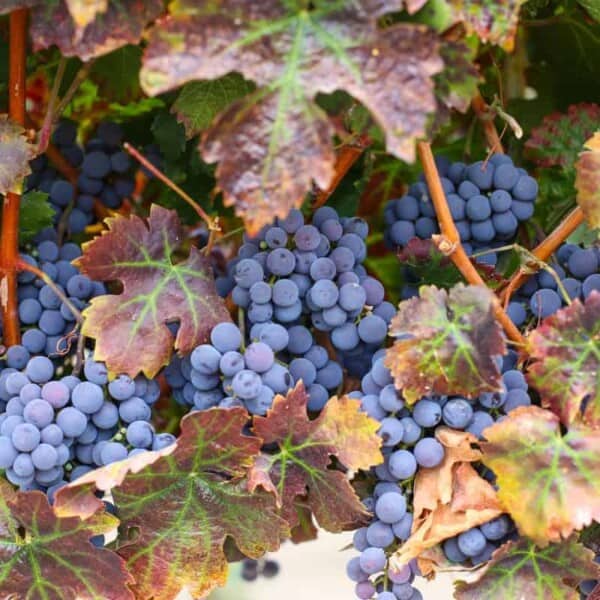 red wine grapes on the vine