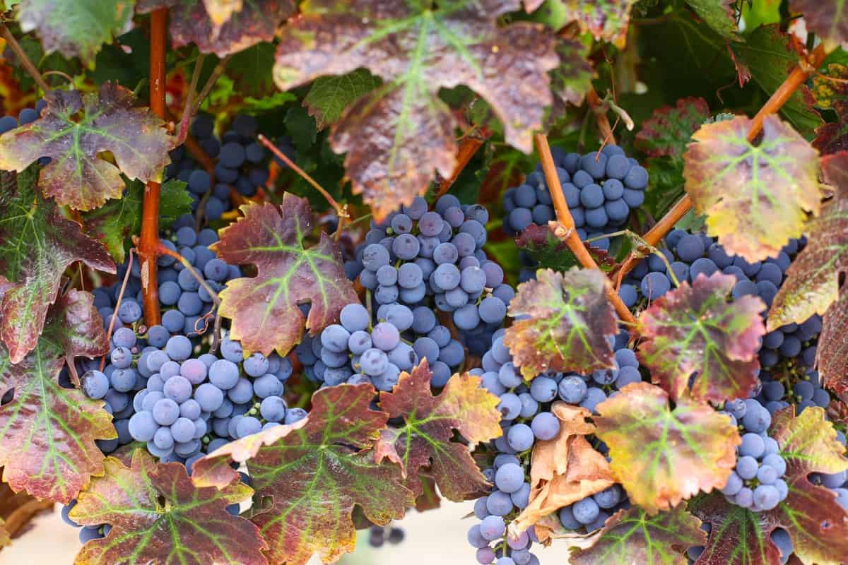 Red wine grapes in a vineyard