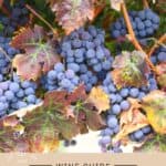 Sangiovese Wine Guide Pin