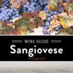 Sangiovese Wine Guide Pin