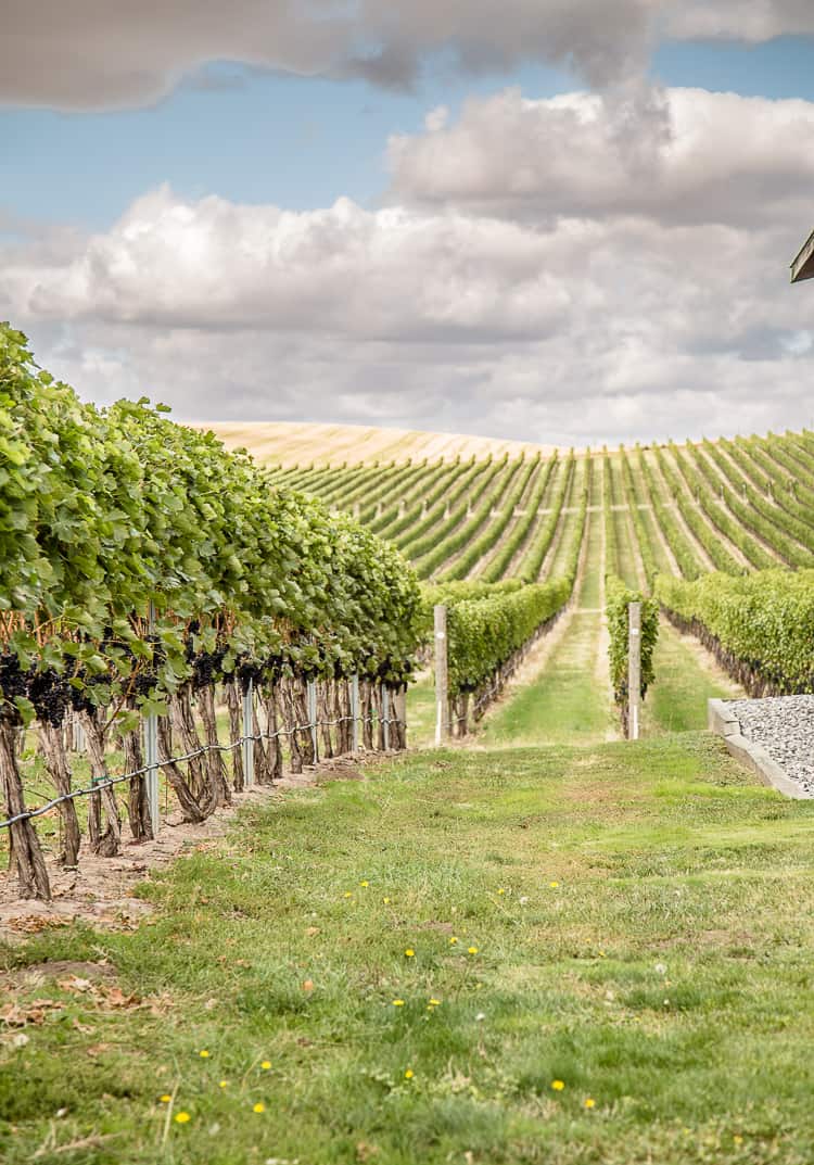 A vineyard view