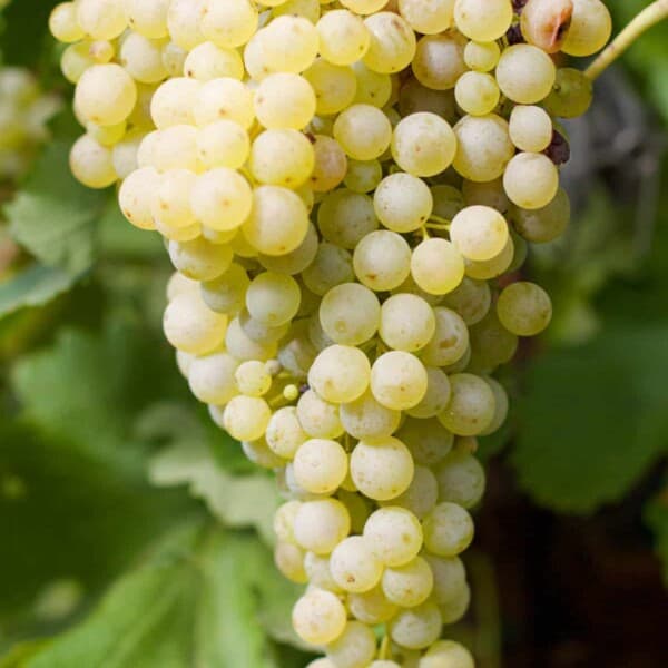 White Wine Grapes