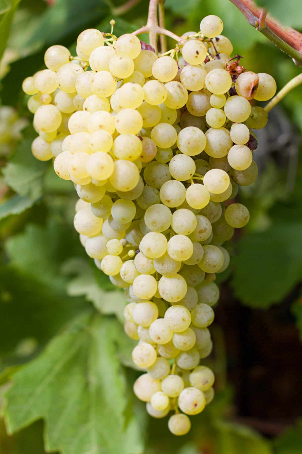 White Wine Grapes