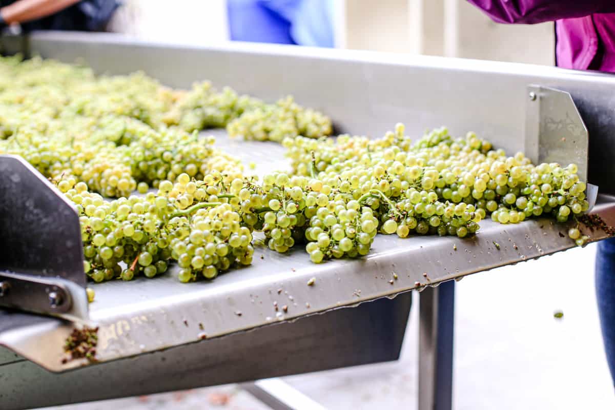 Sauvignon Blanc Wine Grapes on a Sorting Table at harvest