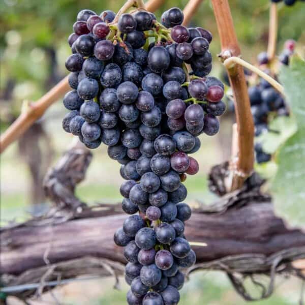 red wine grapes on the vine