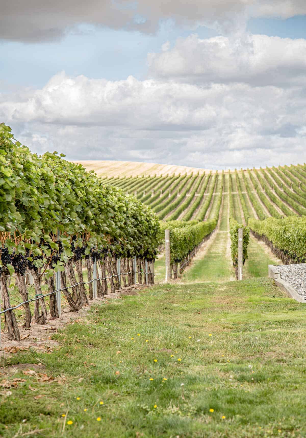 Vineyard in Walla Walla Washington