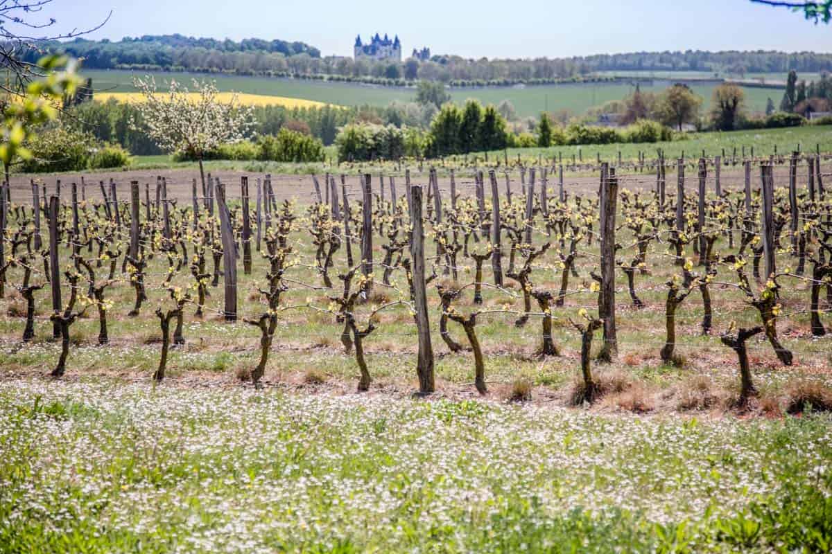 Vineyard in the Loire Valley in the springtime 