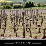Chenin Blanc Wine Guide pin