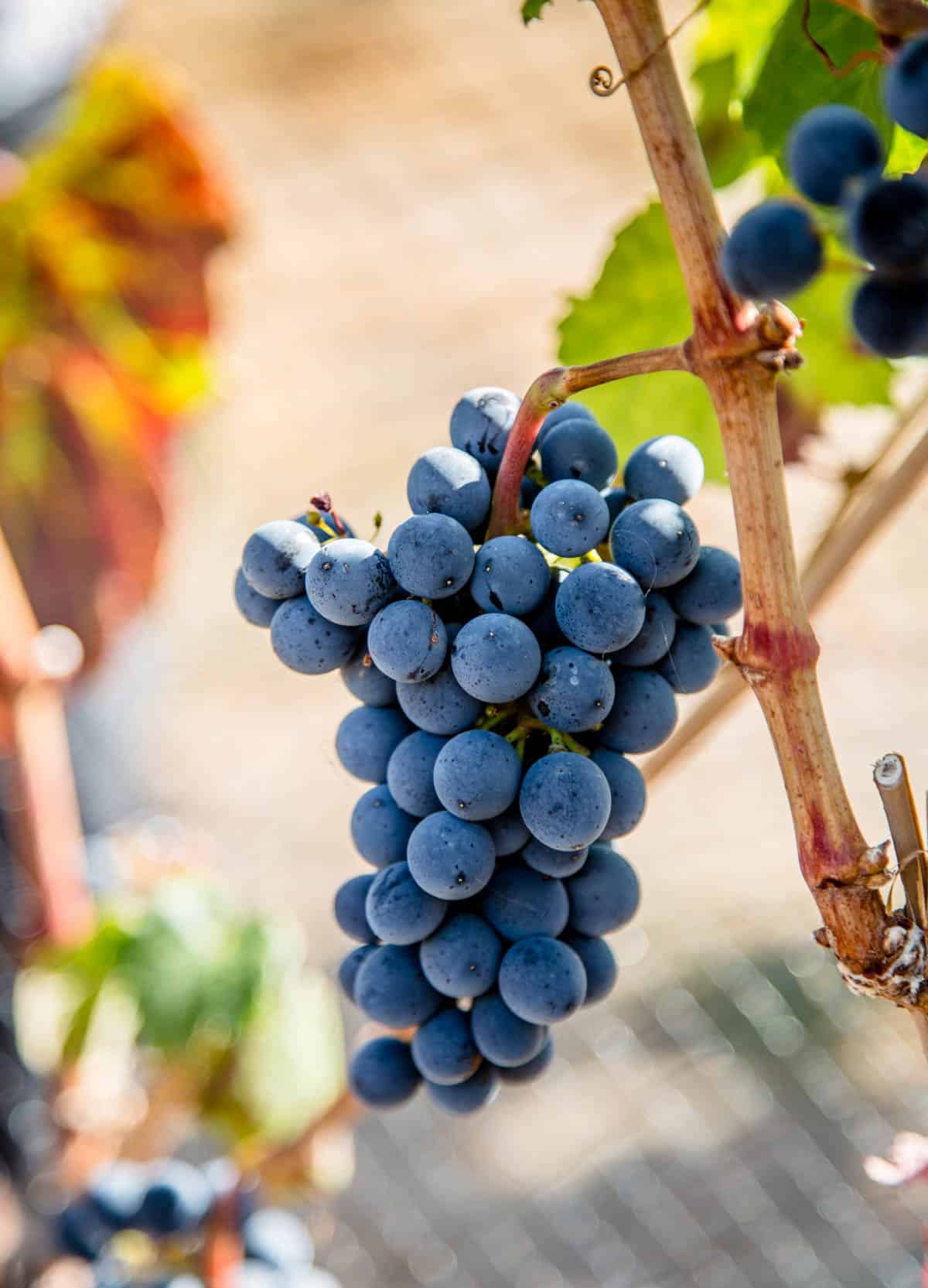 malbec grape cluster from lake chelan