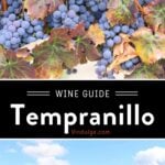 Tempranillo Wine Guide