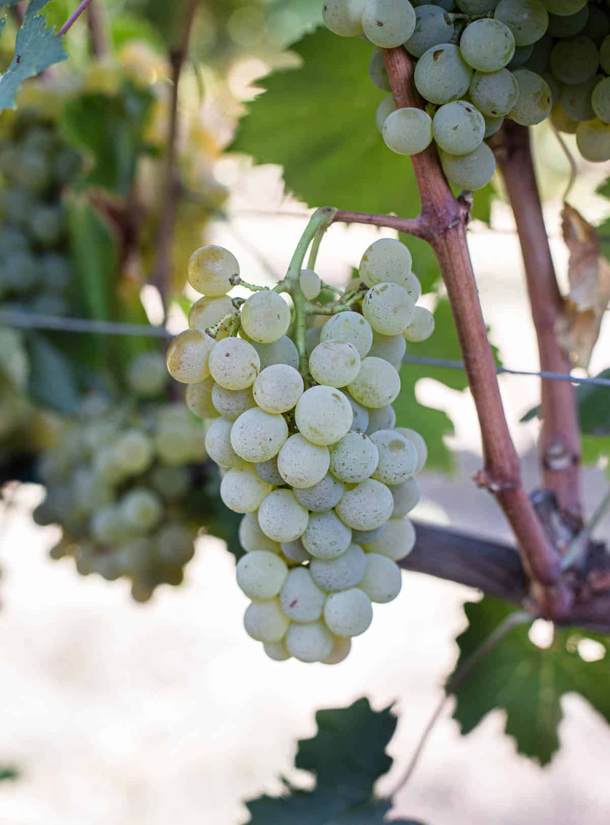 Carricante grapes
