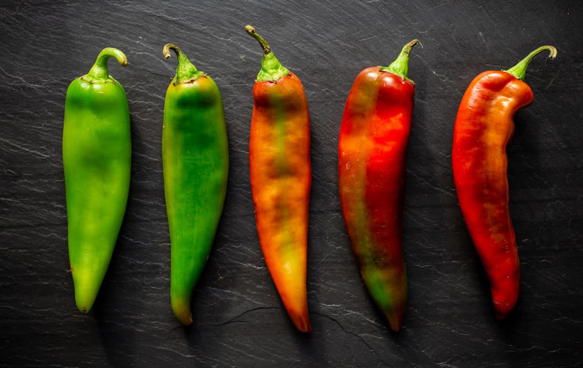 Various Anaheim chiles at various stages of ripening on a sheet tray.