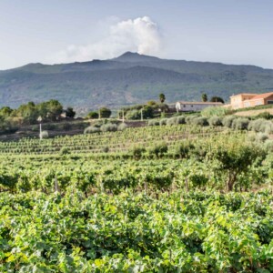 Vineyard in Etna DOC overlooking Mt. Etna