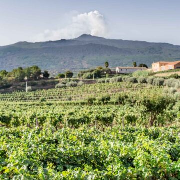 Vineyard in Etna DOC overlooking Mt. Etna