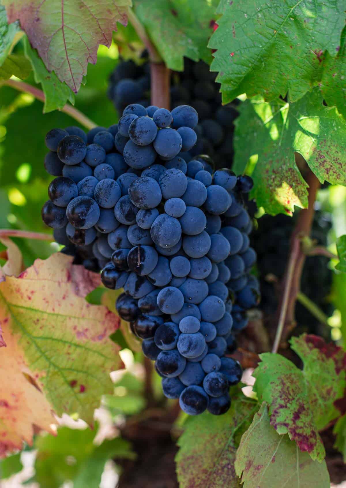 Nerello Cappuccio grape bunch hanging on a vine just before harvest