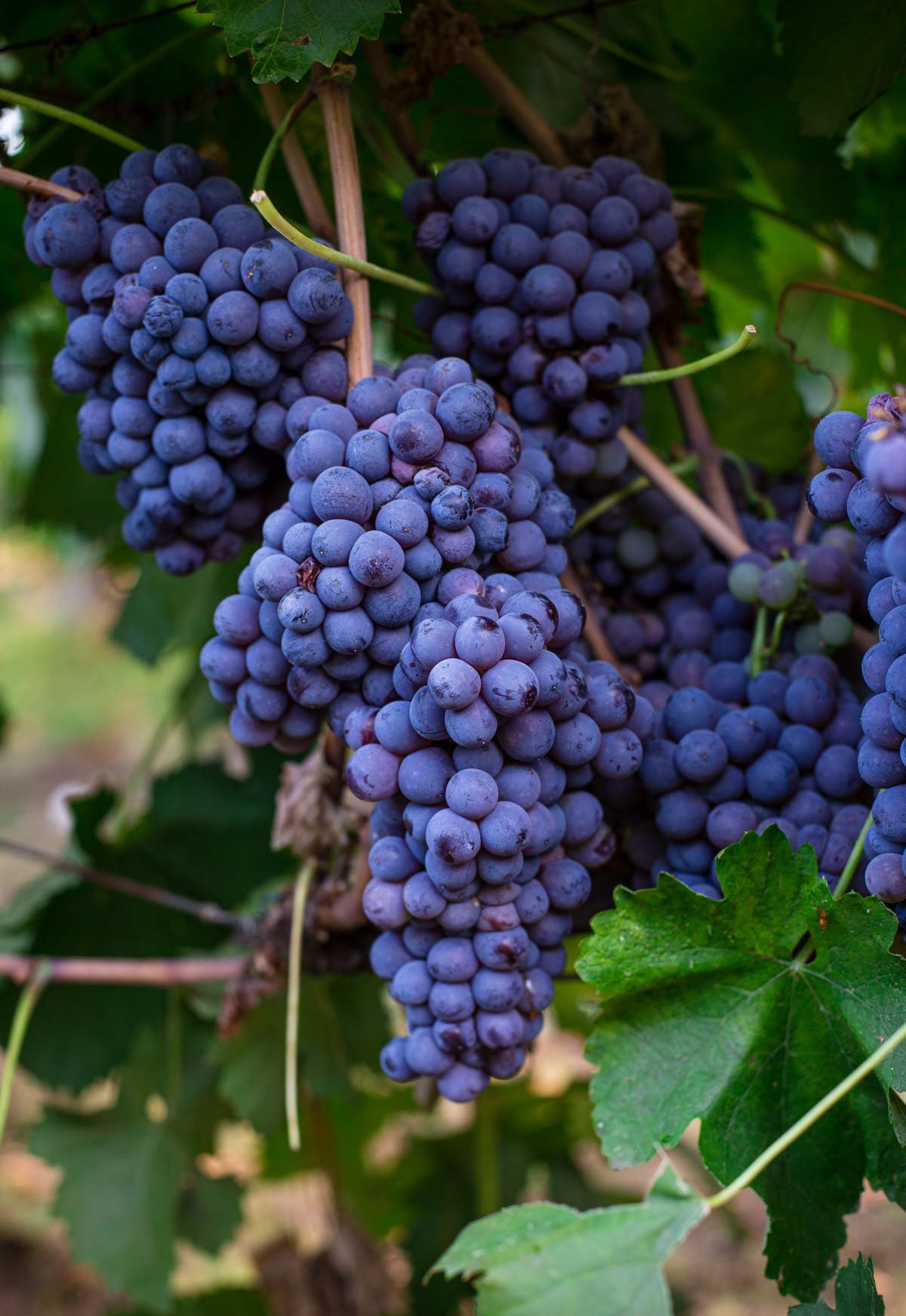 Nerello Mascalese grape bunch hanging on a vine just before harvest