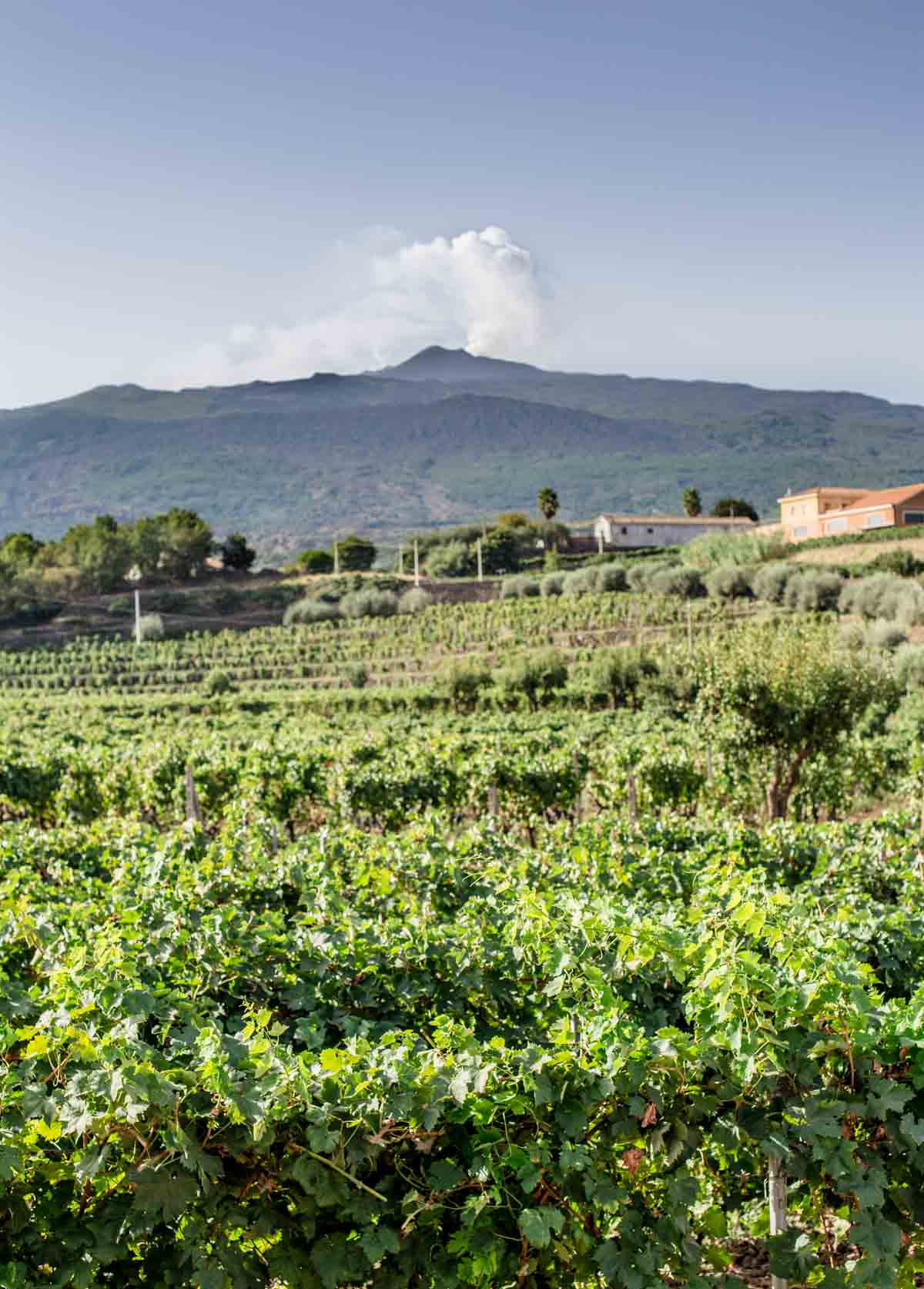 A vineyard in Etna DOC region, overlooking Mount Etna volcano in Sicily, Italy