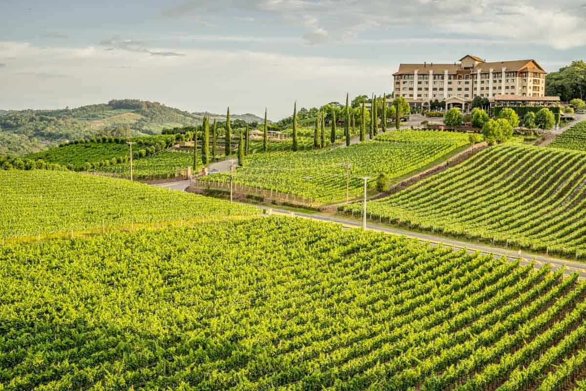 A view of Miolo vineyards from atop their four story tower.