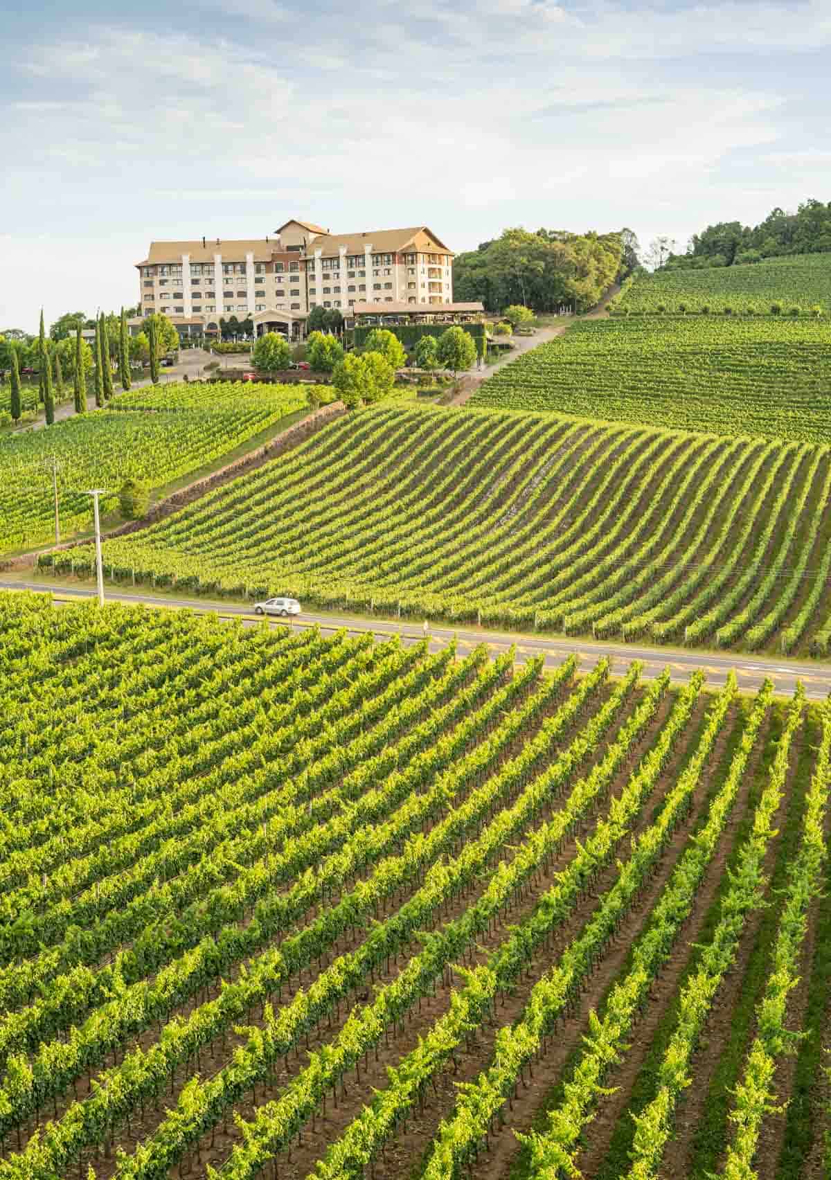 Vineyards in Southern Brazil.