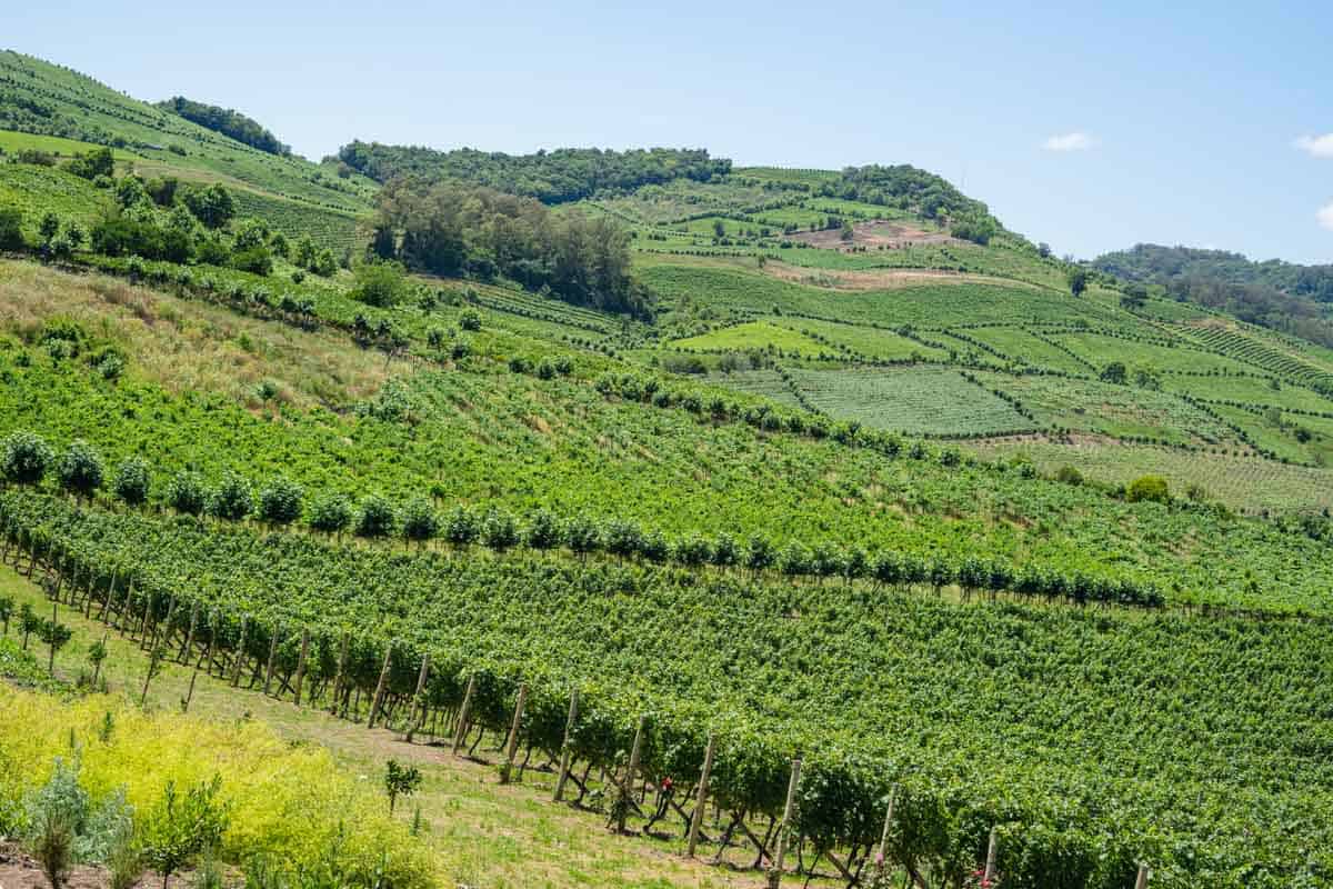 Brazilian vineyard slope at Casa Valduga.