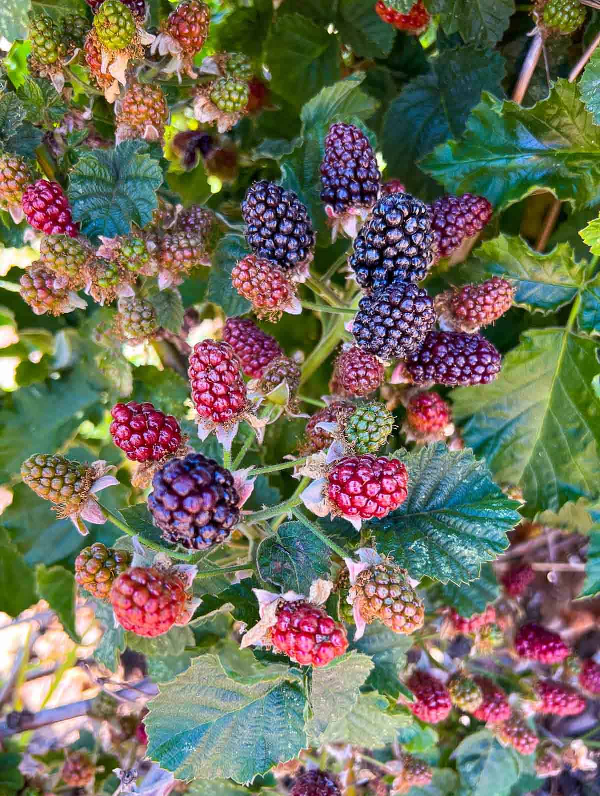 Oregon blackberries on the vine