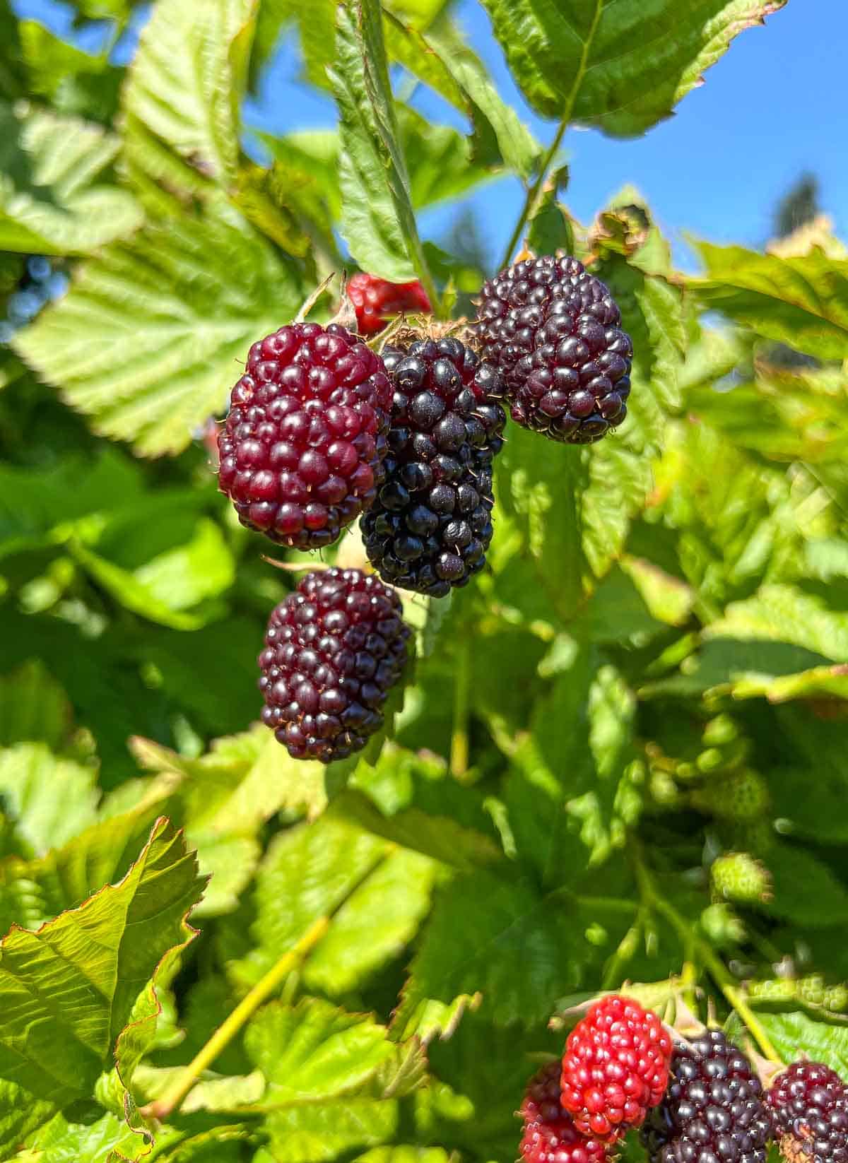 fresh blackberries on the vine