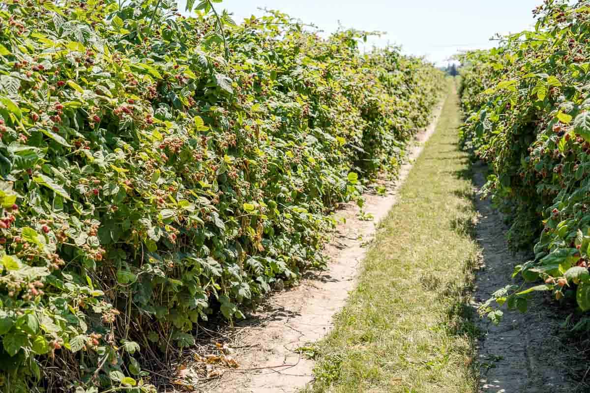 An Oregon blackberry field at harvest time