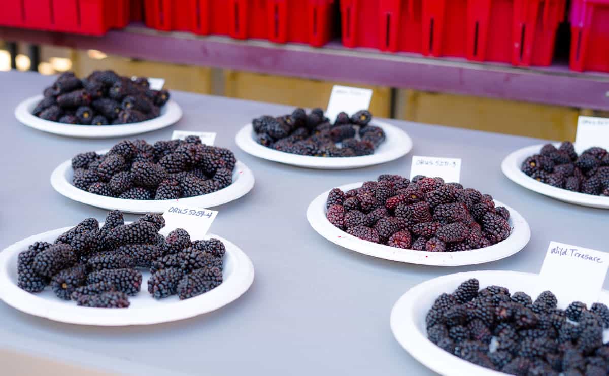different blackberry varieties on a plate