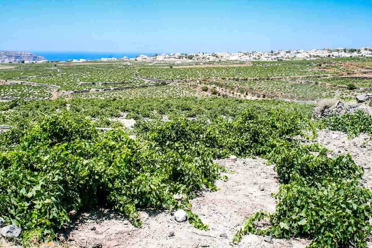 Photo of Gaia wines vineyards overlooking the Mediterranean ocean in Santorini Greece. These may be the oldest vines in the world.