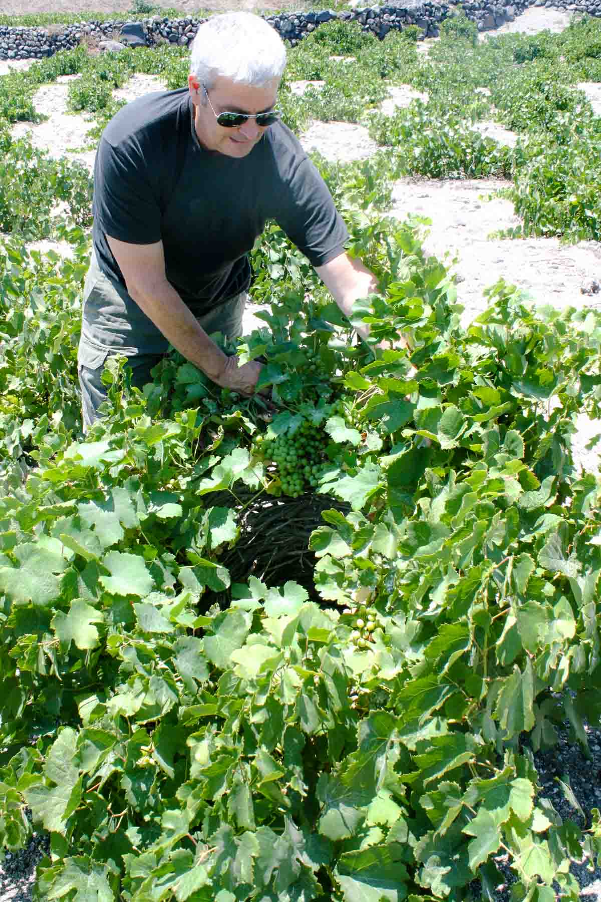 Yiannis Paraskevopoulos in front of possibly the oldest vineyard in the world in Santorini Greece